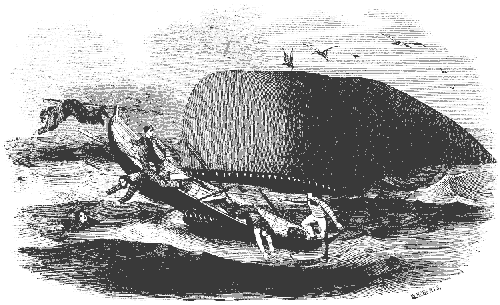 NAVIGATING THE WHALE: PART II